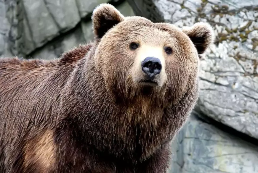 dream about bears interpretation