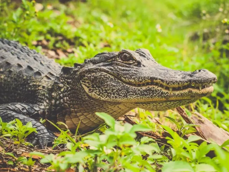 dream of alligator attack