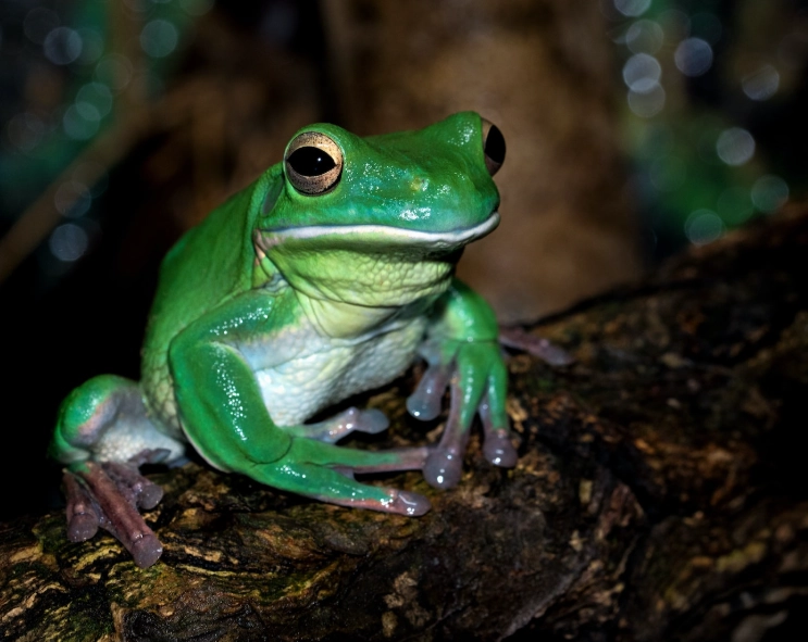 dream of frogs meaning