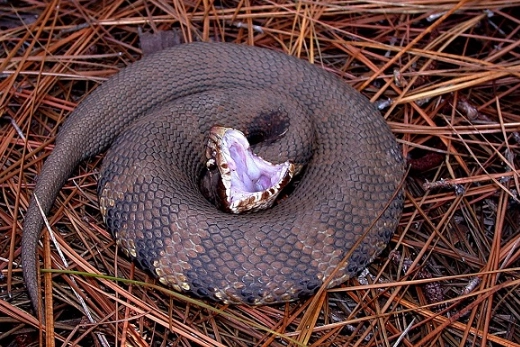 snake bite dream meaning snake bite dream meaning