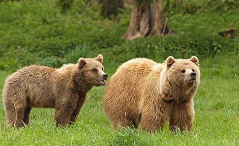 what does it mean to dream of a bear