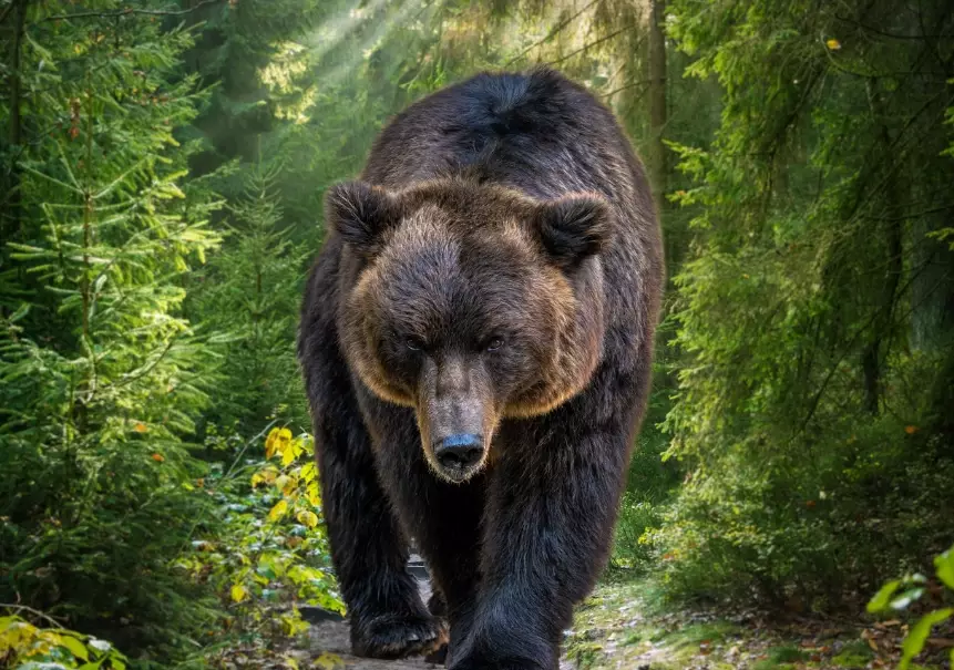 dream of bears meaning