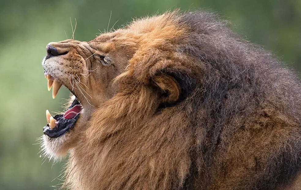 spiritual meaning of lion in dream spiritual meaning of lion in dream