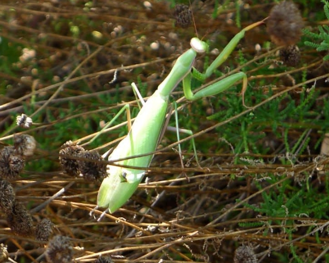 dream praying mantis symbolism
