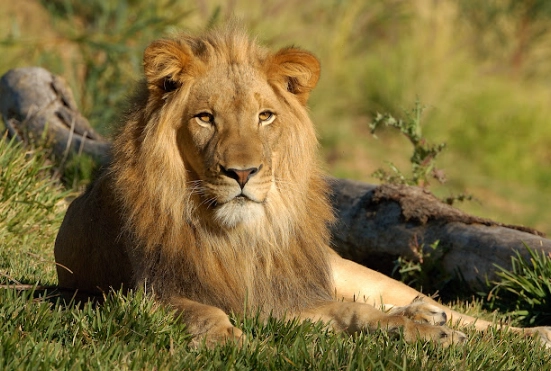 dream of a lion attacking dream of a lion attacking