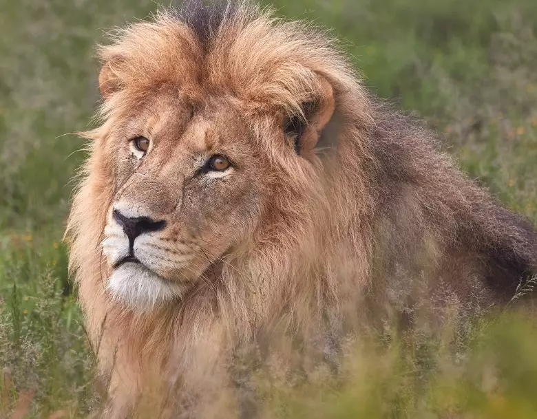 dream of a lion attacking dream of a lion attacking