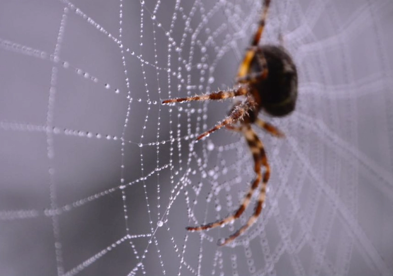 dream about spiders meaning