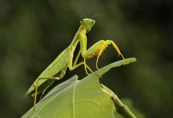 praying mantis dream interpretation