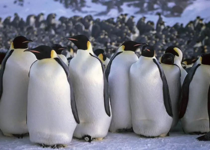 penguins in dreams meaning