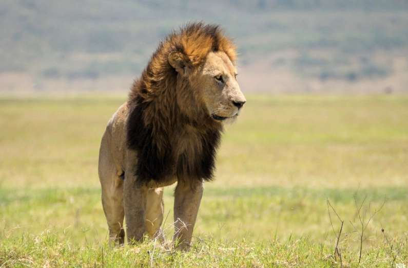 lion in dream meaning lion in dream meaning