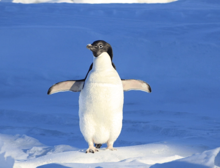 penguins in dreams meaning