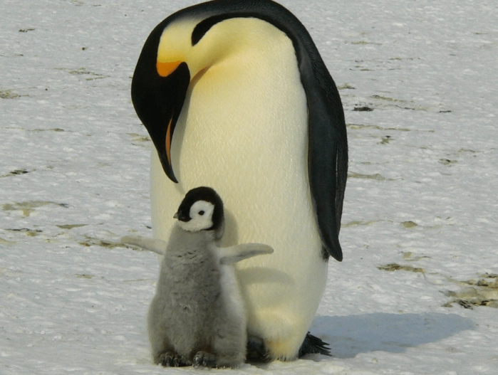 dreaming of penguins