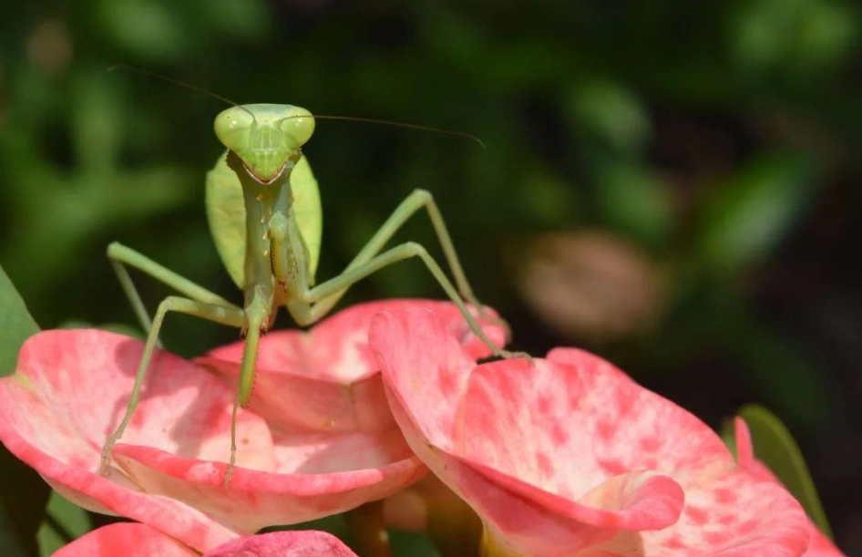 dream praying mantis meaning