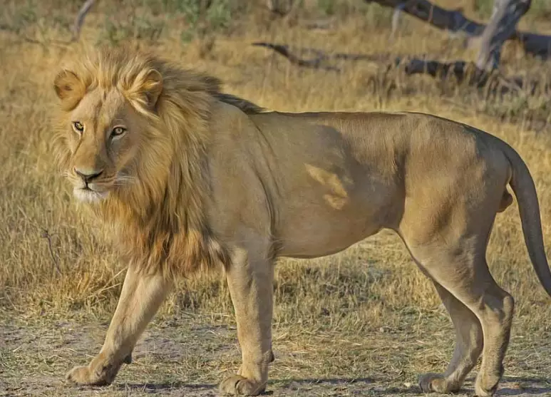 spiritual meaning of lion in dream spiritual meaning of lion in dream