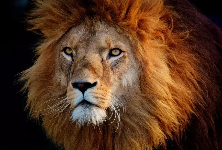 lion in dream meaning lion in dream meaning