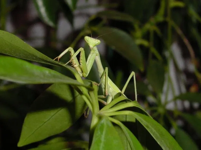 dream praying mantis symbolism