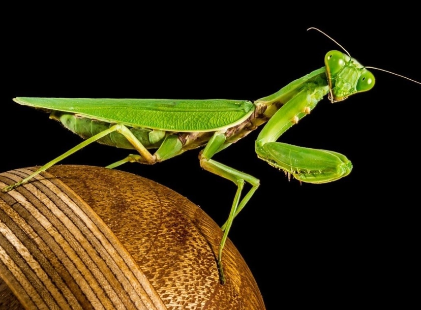 praying mantis dream interpretation
