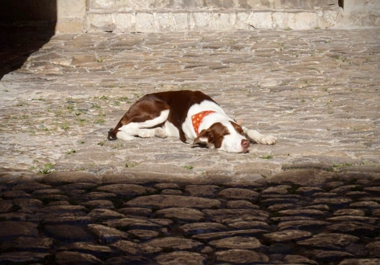 dream interpretation dead dog dream interpretation dead dog