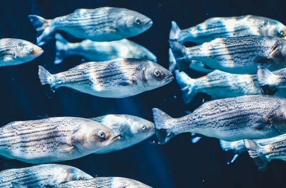 dream about eating fish