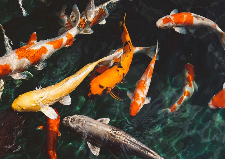 dream about eating fish