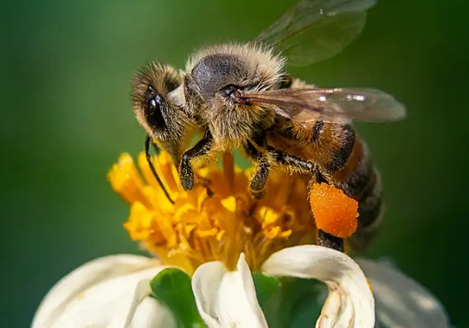 dreaming of bees dreaming of bees