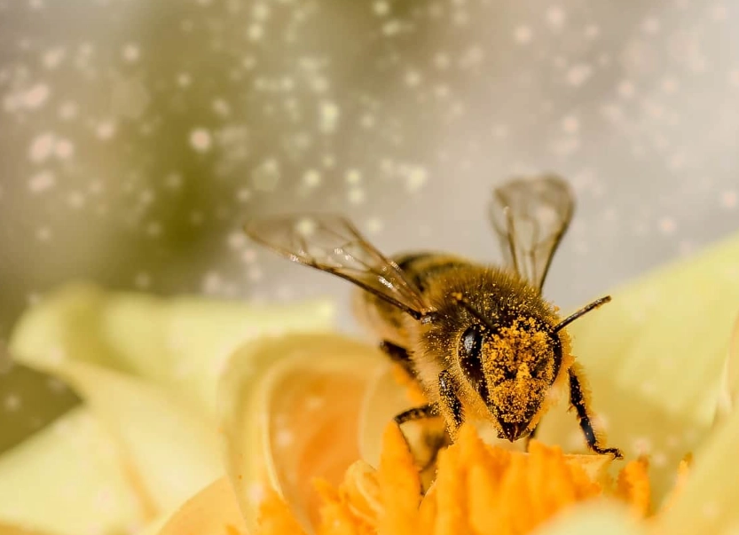 bee dream interpretation bee dream interpretation