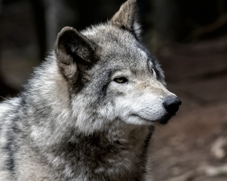 dreams about wolves dreams about wolves