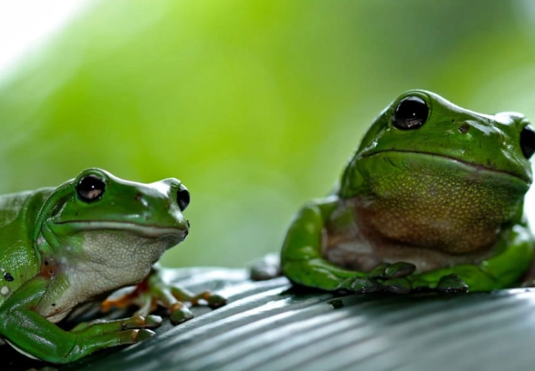 frog symbolism in dreams