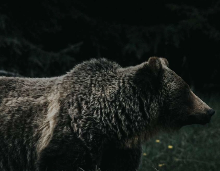 dream interpretation bear