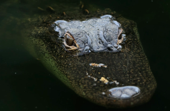 dream interpretation alligator