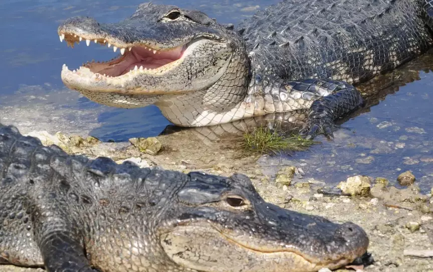 dream interpretation alligator