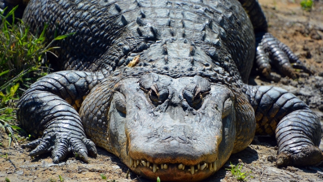 alligator dream meaning