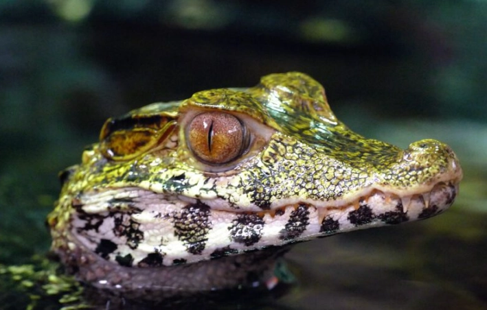 what does it mean when you dream of alligators