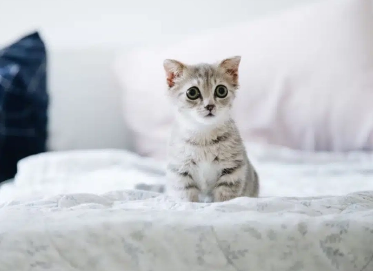 kitten dream meaning