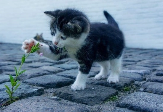 kitten dream symbolism