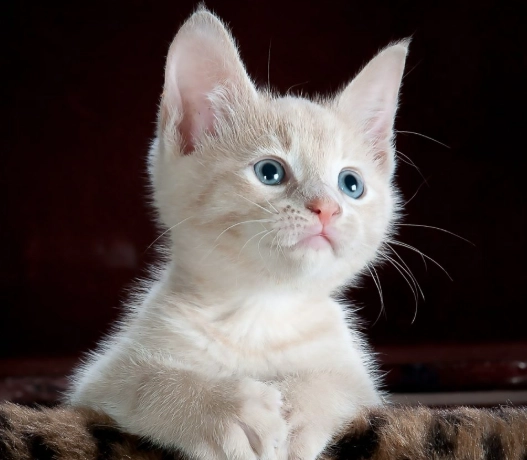 kitten dream meaning