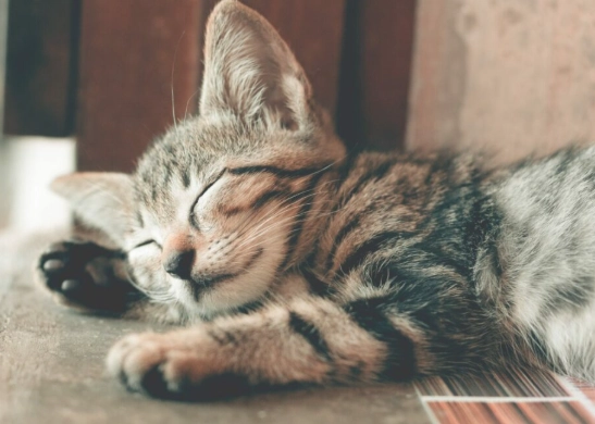dreaming of a kitten