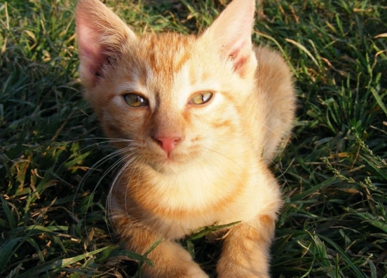 dreaming of a kitten