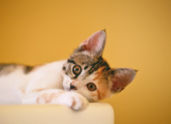 kitten dream symbolism