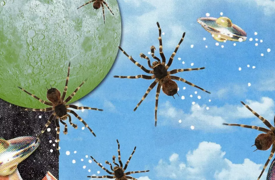 spider dream meaning