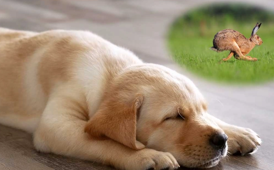 puppy dream interpretation