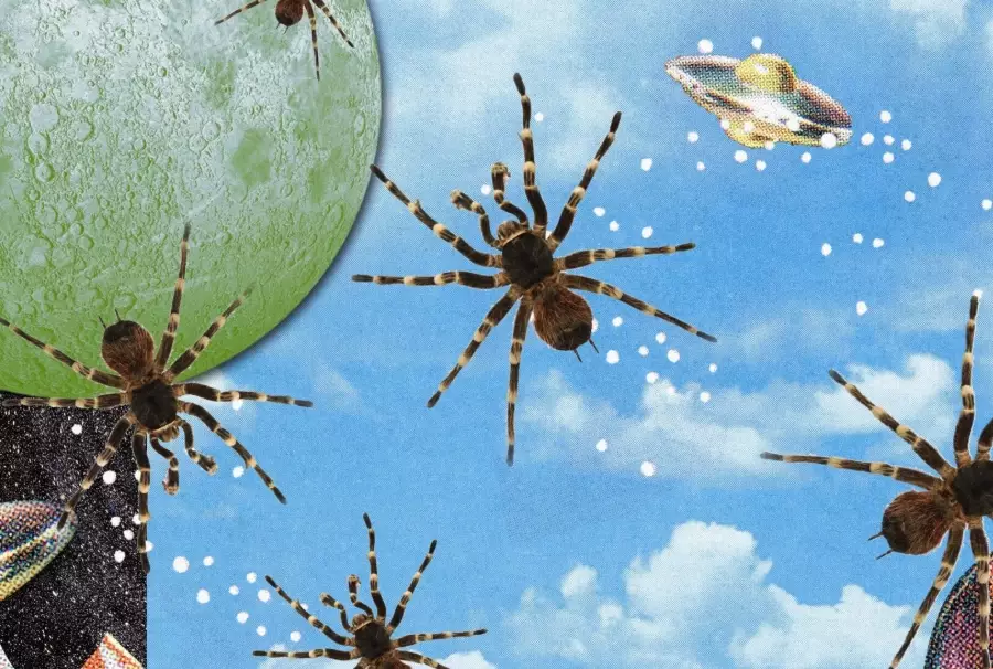 spider dream meaning