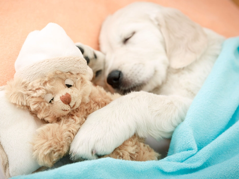 dream about puppy dog meaning