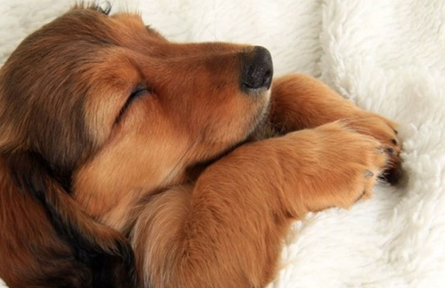 puppy dream interpretation