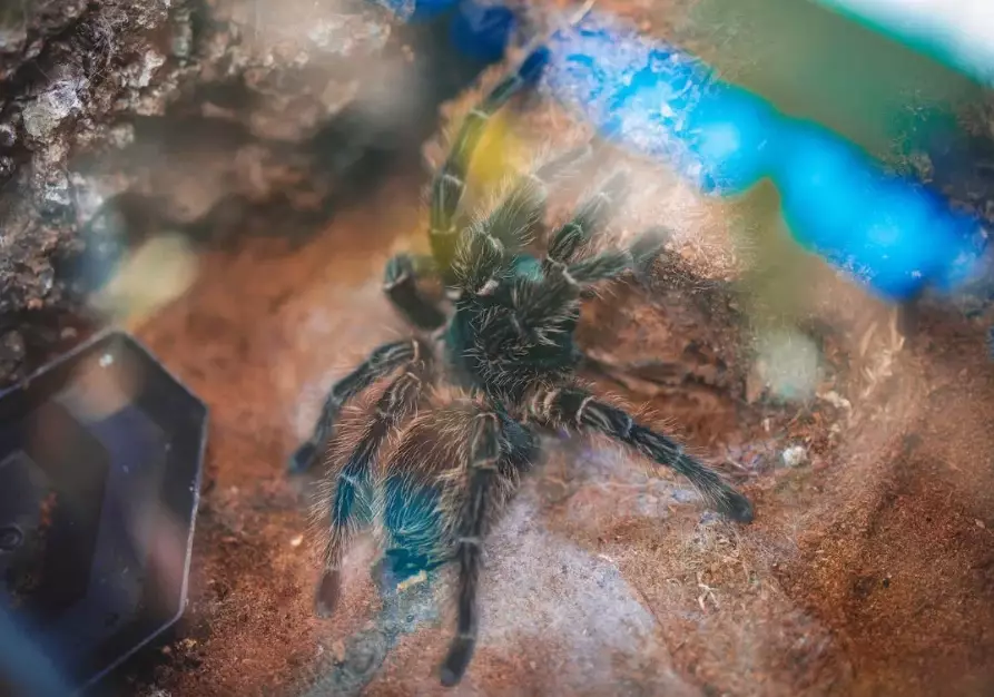 spiritual meaning of spider dream