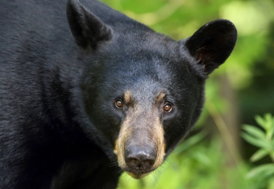 black bear dream symbolism