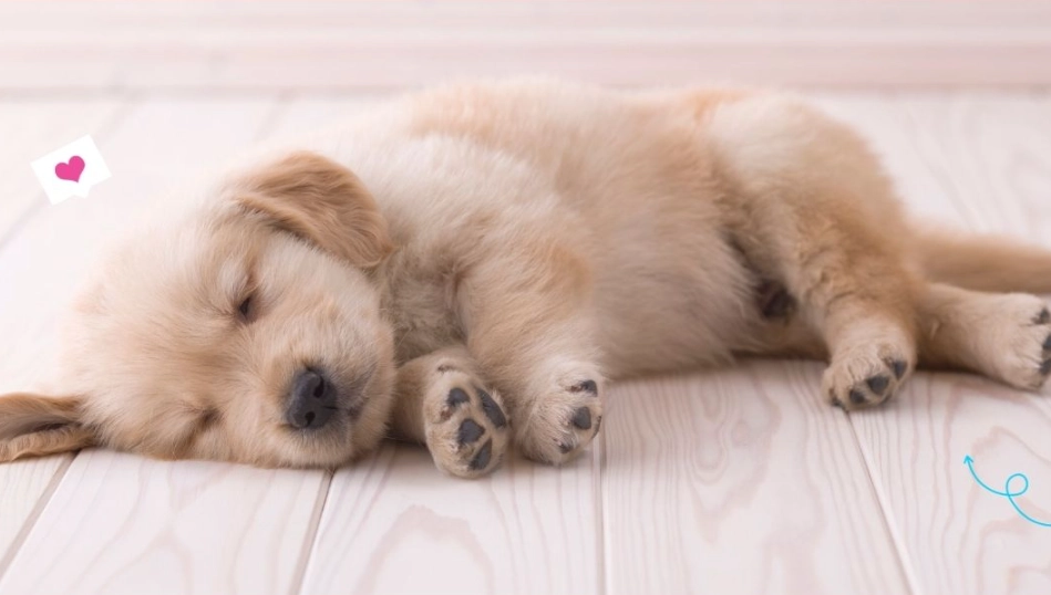 symbolism of puppies in dreams