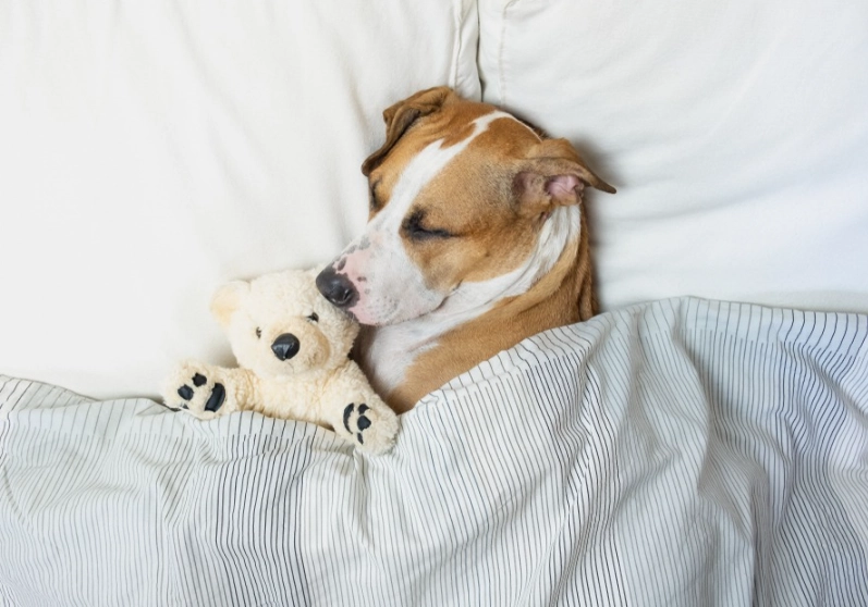 symbolism of puppies in dreams