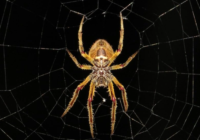 dream interpretation