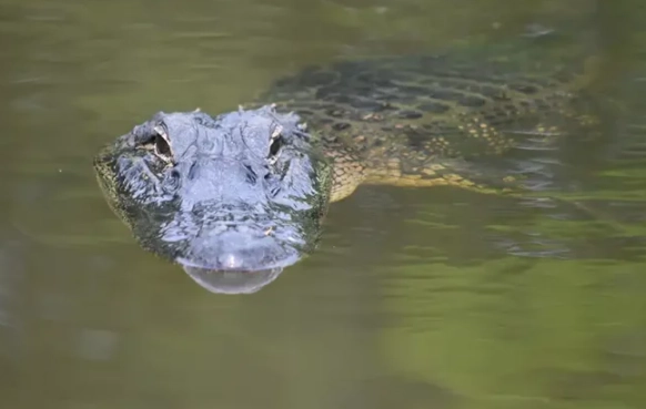 dream about alligator